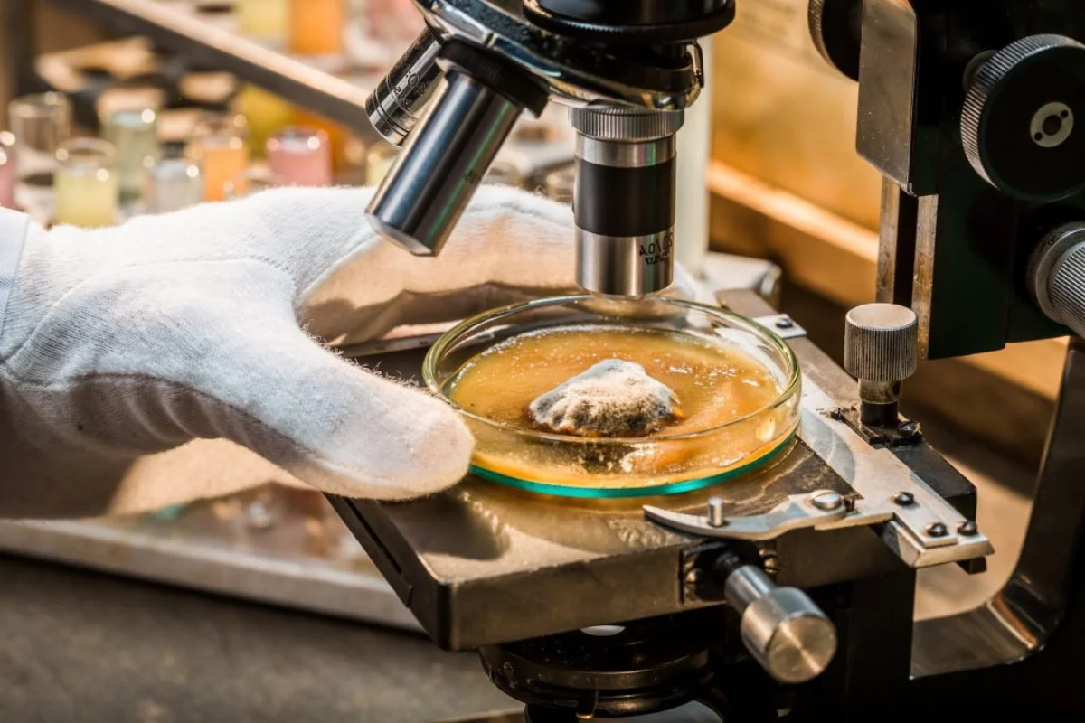 top tools used for mold detection - mold remediation... Tampa Mold Remediation Experts – Safe Mold Removal